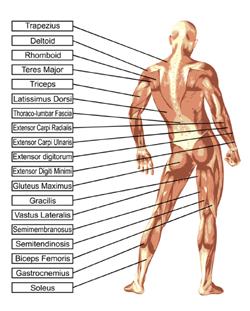 anatomy man